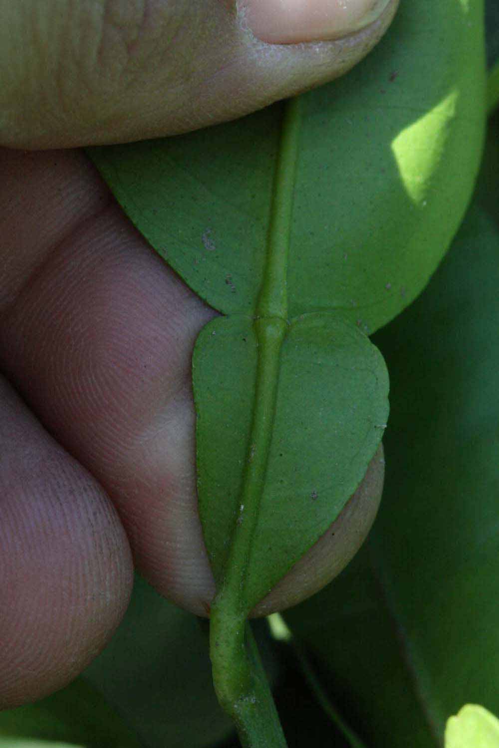              Petiole (Riverside, CA)       